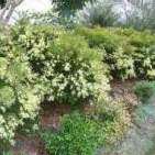 Acacia fimriata dwarf in flower